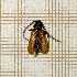  ( - LVHOMED68)  @11 [ ] CreativeCommons  Attribution Non-Commercial Share-Alike (2021) Loïs Veillat Institut National de la Recherche Agronomique, Zoologie Forestiere
