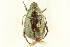  ( - PHFLO-0019)  @13 [ ] CreativeCommons - Attribution (2010) CBG Photography Group Centre for Biodiversity Genomics