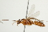  ( - PHFLO-0115)  @12 [ ] CreativeCommons - Attribution (2011) CBG Photography Group Centre for Biodiversity Genomics