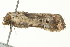  ( - PHFLO-0075)  @12 [ ] CreativeCommons - Attribution (2010) CBG Photography Group Centre for Biodiversity Genomics
