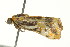 ( - PHFLO-0090)  @13 [ ] CreativeCommons - Attribution (2010) CBG Photography Group Centre for Biodiversity Genomics