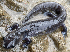  (Ambystoma jeffersonianum - 21PHPG-024)  @11 [ ] CreativeCommons - Attribution (2021) CBG Photography Group Centre for Biodiversity Genomics