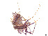  ( - CBG-A27628-H09)  @11 [ ] CreativeCommons - Attribution (2024) CBG Photography Group Centre for Biodiversity Genomics