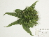  ( - BIOUG85754-A03)  @11 [ ] CreativeCommons - Attribution (2022) CBG Photography Group Centre for Biodiversity Genomics