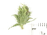  ( - BIOUG85754-C06)  @11 [ ] CreativeCommons - Attribution (2022) CBG Photography Group Centre for Biodiversity Genomics