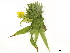  ( - BIOUG85756-E07)  @11 [ ] CreativeCommons - Attribution (2022) CBG Photography Group Centre for Biodiversity Genomics
