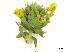  ( - BIOUG85756-G04)  @11 [ ] CreativeCommons - Attribution (2022) CBG Photography Group Centre for Biodiversity Genomics
