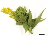  ( - BIOUG85756-G09)  @11 [ ] CreativeCommons - Attribution (2022) CBG Photography Group Centre for Biodiversity Genomics