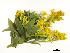  ( - BIOUG85756-H08)  @11 [ ] CreativeCommons - Attribution (2022) CBG Photography Group Centre for Biodiversity Genomics