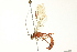  ( - BIOUG02951-D10)  @13 [ ] CreativeCommons - Attribution (2012) CBG Photography Group Centre for Biodiversity Genomics