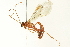  (Ophion sp. MS7724 - BIOUG02951-G01)  @14 [ ] CreativeCommons - Attribution (2012) CBG Photography Group Centre for Biodiversity Genomics