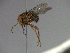 ( - MACN-EN-33447)  @11 [ ] Copyright (2019) MACN Museo Argentino de Ciencias Naturales "Bernardino Rivadavia"