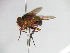  ( - MACN-EN-33451)  @11 [ ] Copyright (2019) MACN Museo Argentino de Ciencias Naturales "Bernardino Rivadavia"