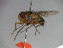  ( - MACN-EN-33453)  @11 [ ] Copyright (2019) MACN Museo Argentino de Ciencias Naturales "Bernardino Rivadavia"