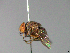  ( - MACN-EN-33689)  @11 [ ] Copyright (2019) MACN Museo Argentino de Ciencias Naturales "Bernardino Rivadavia"