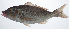  (Lethrinus reticulatus - RP-038)  @11 [ ] CreativeCommons  Attribution Non-Commercial (by-nc) (2012) Unspecified Smithsonian Institution National Museum of Natural History