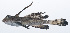  (Dactylopus dactylopus - RP-220)  @11 [ ] CreativeCommons  Attribution Non-Commercial (by-nc) (2012) Unspecified Smithsonian Institution National Museum of Natural History