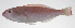  ( - PHI-133)  @11 [ ] CreativeCommons  Attribution Non-Commercial (by-nc) (2013) Unspecified Smithsonian Institution National Museum of Natural History