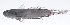  ( - PHI-410)  @11 [ ] CreativeCommons  Attribution Non-Commercial (by-nc) (2013) Unspecified Smithsonian Institution National Museum of Natural History
