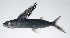  ( - PIL-086)  @11 [ ] CreativeCommons  Attribution Non-Commercial (by-nc) (2014) Unspecified Smithsonian Institution National Museum of Natural History