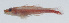  ( - PIL-313)  @11 [ ] CreativeCommons  Attribution Non-Commercial (by-nc) (2014) Unspecified Smithsonian Institution National Museum of Natural History