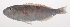  (Choerodon margaritiferus - VIS-040)  @11 [ ] CreativeCommons  Attribution Non-Commercial (by-nc) (2015) Unspecified Smithsonian Institution National Museum of Natural History