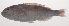  ( - VIS-042)  @11 [ ] CreativeCommons  Attribution Non-Commercial (by-nc) (2015) Unspecified Smithsonian Institution National Museum of Natural History