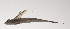  (Callionymus octostigmatus - VIS-123)  @11 [ ] CreativeCommons  Attribution Non-Commercial (by-nc) (2015) Unspecified Smithsonian Institution National Museum of Natural History