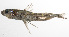  (Paraulopidae - PHIL-190)  @11 [ ] CreativeCommons  Attribution Non-Commercial (by-nc) (2015) Unspecified Smithsonian Institution National Museum of Natural History