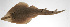  ( - PHIL-396)  @11 [ ] CreativeCommons  Attribution Non-Commercial (by-nc) (2015) Unspecified Smithsonian Institution National Museum of Natural History