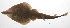  ( - PHIL-398)  @11 [ ] CreativeCommons  Attribution Non-Commercial (by-nc) (2015) Unspecified Smithsonian Institution National Museum of Natural History