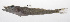  (Bembrops curvatura - PHIL-409)  @11 [ ] CreativeCommons  Attribution Non-Commercial (by-nc) (2015) Unspecified Smithsonian Institution National Museum of Natural History