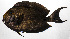  ( - PHIL-483)  @11 [ ] CreativeCommons  Attribution Non-Commercial (by-nc) (2015) Unspecified Smithsonian Institution National Museum of Natural History