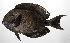  ( - PHIL-485)  @11 [ ] CreativeCommons  Attribution Non-Commercial (by-nc) (2015) Unspecified Smithsonian Institution National Museum of Natural History
