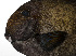  (Acanthurus albimento - PHIL-491)  @11 [ ] CreativeCommons  Attribution Non-Commercial (by-nc) (2015) Unspecified Smithsonian Institution National Museum of Natural History