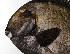 ( - PHIL-492)  @11 [ ] CreativeCommons  Attribution Non-Commercial (by-nc) (2015) Unspecified Smithsonian Institution National Museum of Natural History