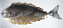  ( - PI-0210)  @11 [ ] CreativeCommons  Attribution Non-Commercial (by-nc) (2011) Unspecified Smithsonian Institution National Museum of Natural History