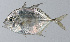  ( - PI-0338)  @11 [ ] CreativeCommons  Attribution Non-Commercial (by-nc) (2011) Unspecified Smithsonian Institution National Museum of Natural History