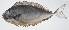  ( - PI-0369)  @11 [ ] CreativeCommons  Attribution Non-Commercial (by-nc) (2011) Unspecified Smithsonian Institution National Museum of Natural History