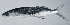  ( - PI-0394)  @11 [ ] CreativeCommons  Attribution Non-Commercial (by-nc) (2011) Unspecified Smithsonian Institution National Museum of Natural History