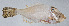  ( - PI-0444)  @11 [ ] CreativeCommons  Attribution Non-Commercial (by-nc) (2011) Unspecified Smithsonian Institution National Museum of Natural History