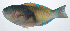  ( - RP-018)  @11 [ ] CreativeCommons  Attribution Non-Commercial (by-nc) (2012) Unspecified Smithsonian Institution National Museum of Natural History