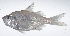  ( - RP-239)  @11 [ ] CreativeCommons  Attribution Non-Commercial (by-nc) (2012) Unspecified Smithsonian Institution National Museum of Natural History