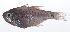  ( - RP-129)  @11 [ ] CreativeCommons  Attribution Non-Commercial (by-nc) (2012) Unspecified Smithsonian Institution National Museum of Natural History
