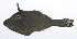  ( - RP-136)  @11 [ ] CreativeCommons  Attribution Non-Commercial (by-nc) (2012) Unspecified Smithsonian Institution National Museum of Natural History