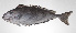  ( - PHI-135)  @11 [ ] CreativeCommons  Attribution Non-Commercial (by-nc) (2013) Unspecified Smithsonian Institution National Museum of Natural History