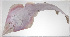  ( - PHI-048)  @11 [ ] CreativeCommons  Attribution Non-Commercial (by-nc) (2013) Unspecified Smithsonian Institution National Museum of Natural History