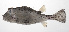  ( - PHI-035)  @11 [ ] CreativeCommons  Attribution Non-Commercial (by-nc) (2013) Unspecified Smithsonian Institution National Museum of Natural History