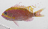  (Odontanthias rhodopeplus - PHI-325)  @11 [ ] CreativeCommons  Attribution Non-Commercial (by-nc) (2013) Unspecified Smithsonian Institution National Museum of Natural History