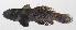  ( - PHI-398)  @11 [ ] CreativeCommons  Attribution Non-Commercial (by-nc) (2013) Unspecified Smithsonian Institution National Museum of Natural History